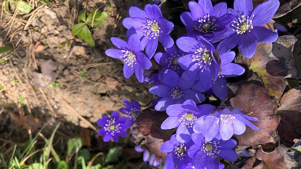 Слайд санатория «Вяжути» 9